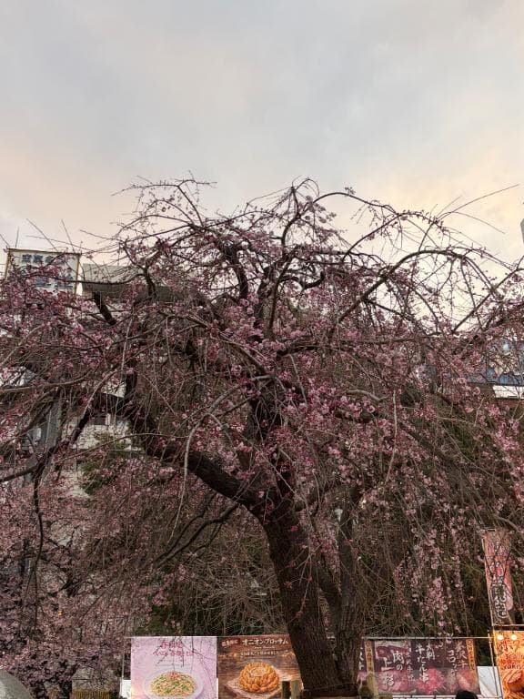 春分の日🌸
